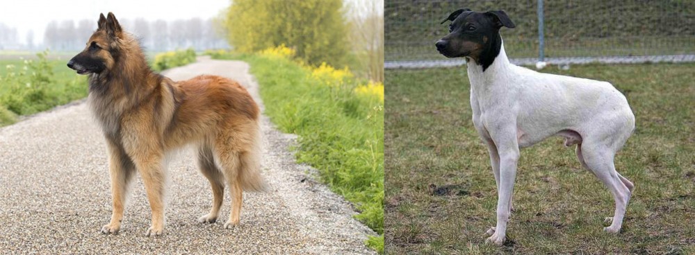 Japanese Terrier vs Belgian Shepherd Dog (Tervuren) - Breed Comparison