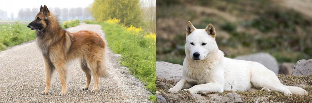 Jindo vs Belgian Shepherd Dog (Tervuren) - Breed Comparison