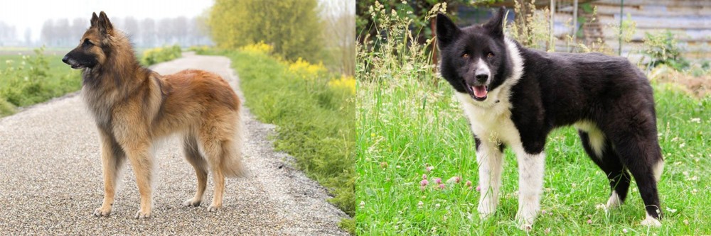 Karelian Bear Dog vs Belgian Shepherd Dog (Tervuren) - Breed Comparison