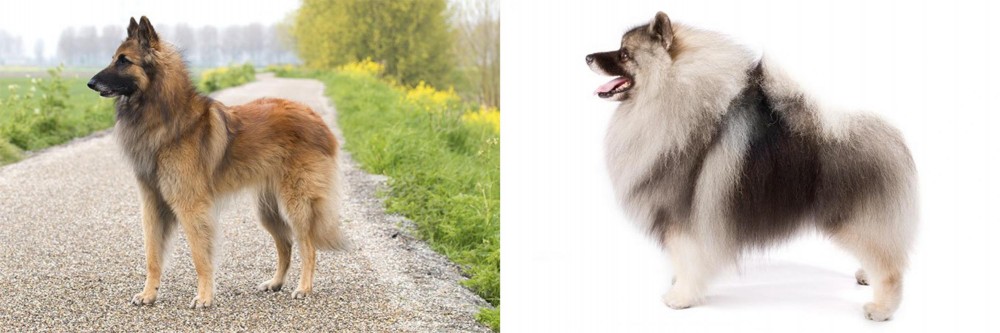 Keeshond vs Belgian Shepherd Dog (Tervuren) - Breed Comparison