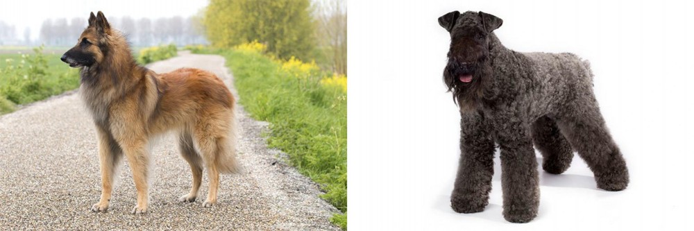 Kerry Blue Terrier vs Belgian Shepherd Dog (Tervuren) - Breed Comparison