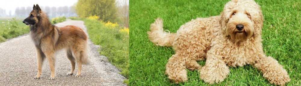 Labradoodle vs Belgian Shepherd Dog (Tervuren) - Breed Comparison