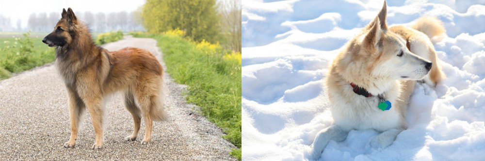 Labrador Husky vs Belgian Shepherd Dog (Tervuren) - Breed Comparison