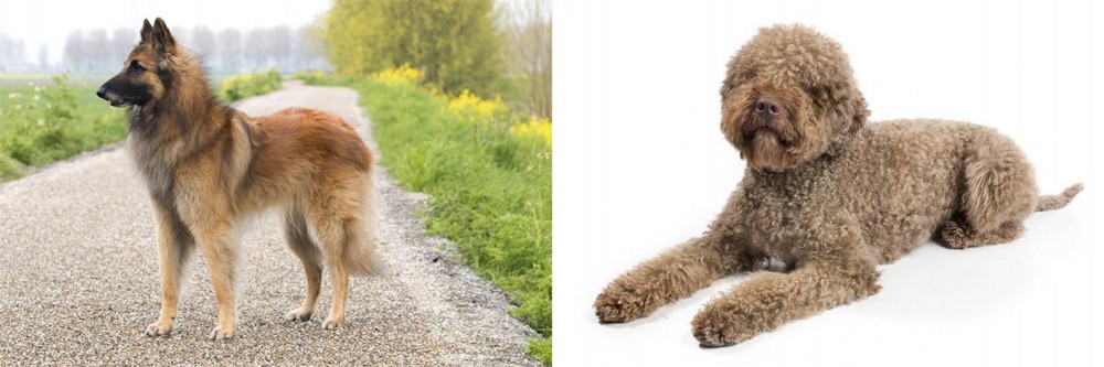 Lagotto Romagnolo vs Belgian Shepherd Dog (Tervuren) - Breed Comparison