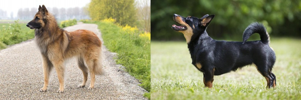 Lancashire Heeler vs Belgian Shepherd Dog (Tervuren) - Breed Comparison