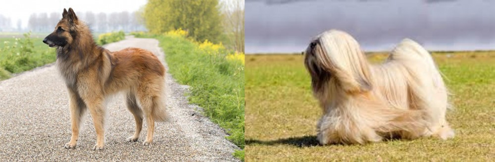 Lhasa Apso vs Belgian Shepherd Dog (Tervuren) - Breed Comparison