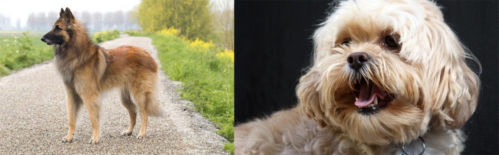 Lhasapoo vs Belgian Shepherd Dog (Tervuren) - Breed Comparison