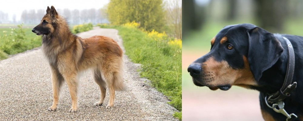 Lithuanian Hound vs Belgian Shepherd Dog (Tervuren) - Breed Comparison