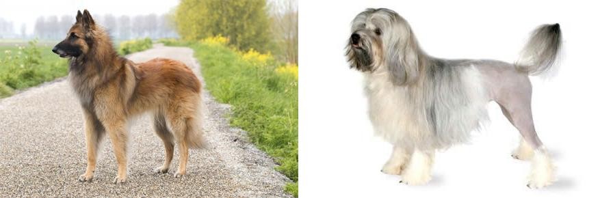 Lowchen vs Belgian Shepherd Dog (Tervuren) - Breed Comparison