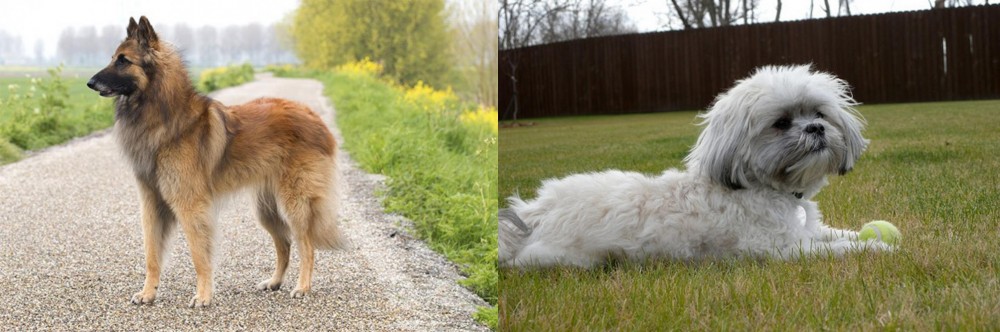 Mal-Shi vs Belgian Shepherd Dog (Tervuren) - Breed Comparison