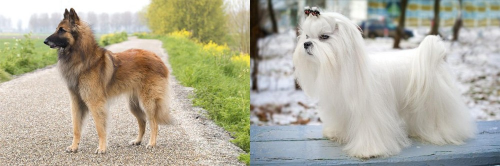 Maltese vs Belgian Shepherd Dog (Tervuren) - Breed Comparison