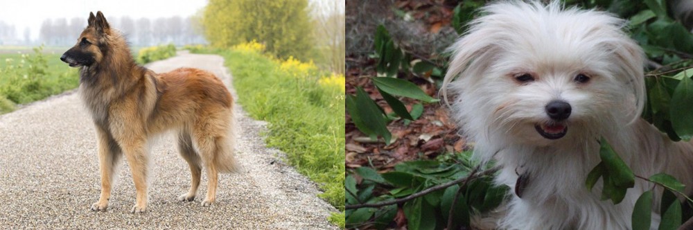 Malti-Pom vs Belgian Shepherd Dog (Tervuren) - Breed Comparison