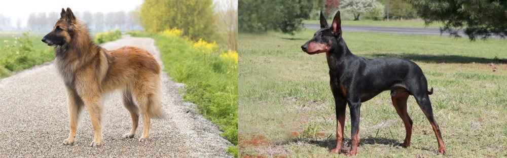 Manchester Terrier vs Belgian Shepherd Dog (Tervuren) - Breed Comparison
