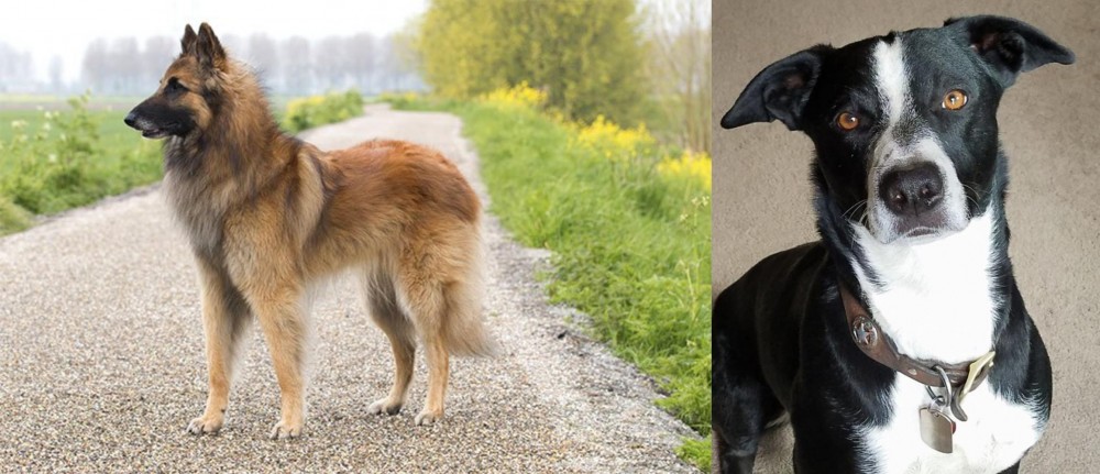 McNab vs Belgian Shepherd Dog (Tervuren) - Breed Comparison