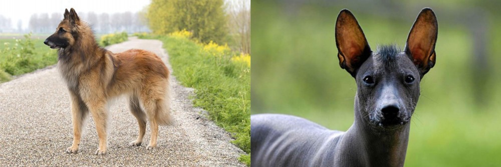 Mexican Hairless vs Belgian Shepherd Dog (Tervuren) - Breed Comparison