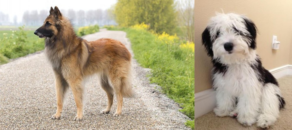Mini Sheepadoodles vs Belgian Shepherd Dog (Tervuren) - Breed Comparison