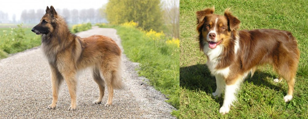 Miniature Australian Shepherd vs Belgian Shepherd Dog (Tervuren) - Breed Comparison