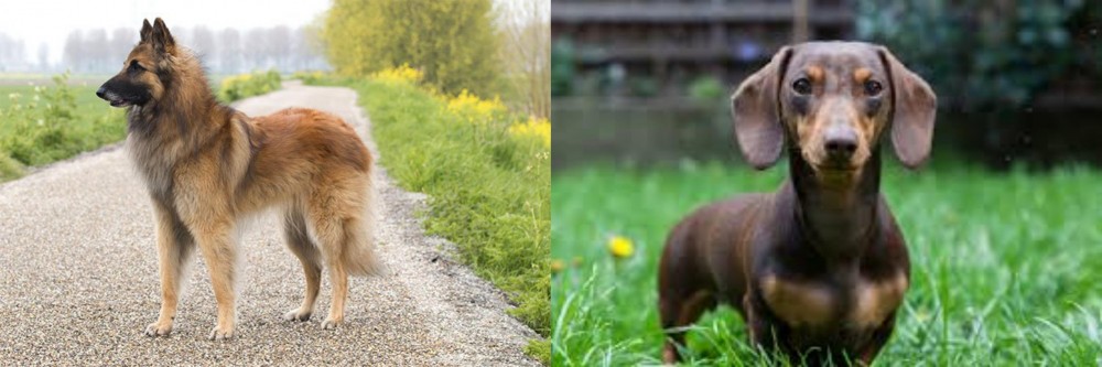 Miniature Dachshund vs Belgian Shepherd Dog (Tervuren) - Breed Comparison