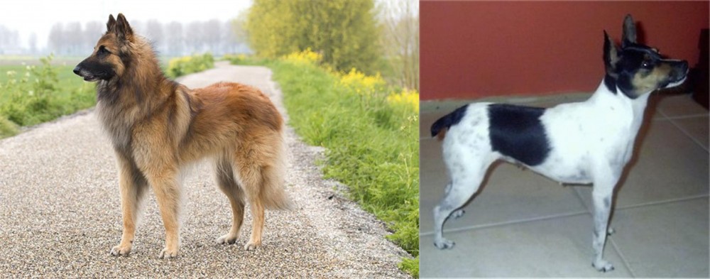 Miniature Fox Terrier vs Belgian Shepherd Dog (Tervuren) - Breed Comparison