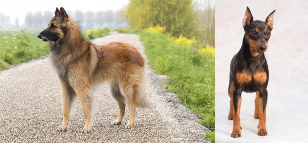 Miniature Pinscher vs Belgian Shepherd Dog (Tervuren) - Breed Comparison