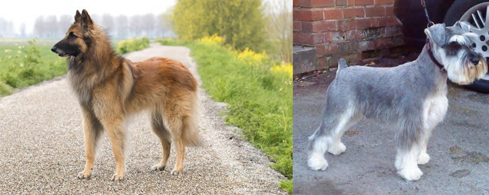 Miniature Schnauzer vs Belgian Shepherd Dog (Tervuren) - Breed Comparison