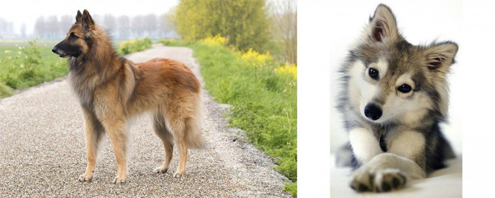 Miniature Siberian Husky vs Belgian Shepherd Dog (Tervuren) - Breed Comparison