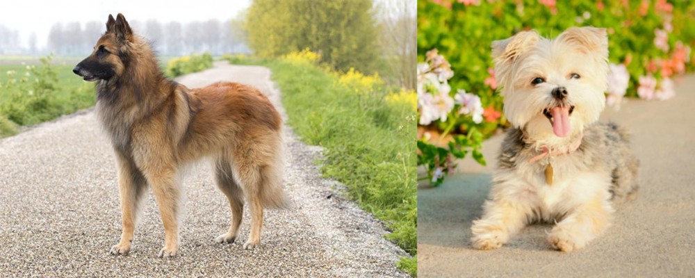 Morkie vs Belgian Shepherd Dog (Tervuren) - Breed Comparison