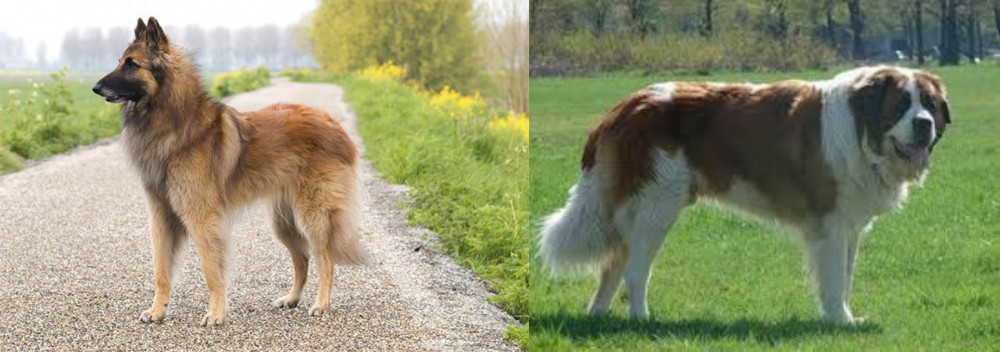 Moscow Watchdog vs Belgian Shepherd Dog (Tervuren) - Breed Comparison