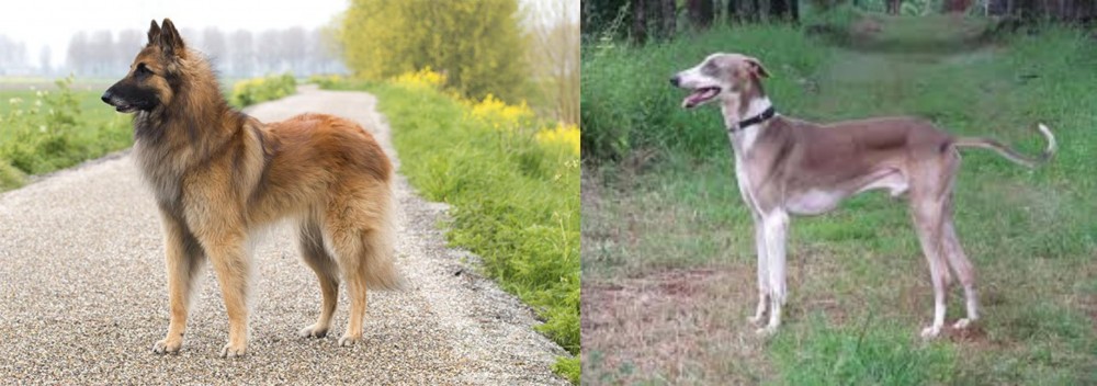 Mudhol Hound vs Belgian Shepherd Dog (Tervuren) - Breed Comparison