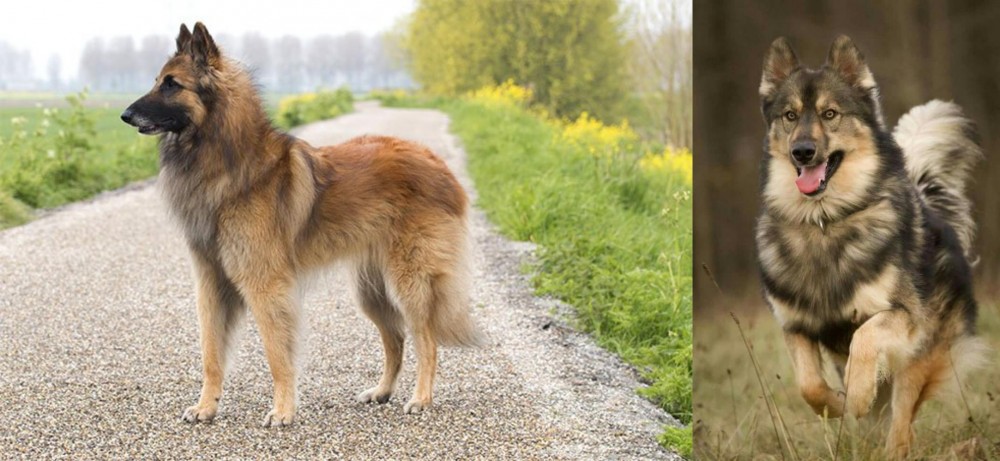 Native American Indian Dog vs Belgian Shepherd Dog (Tervuren) - Breed Comparison