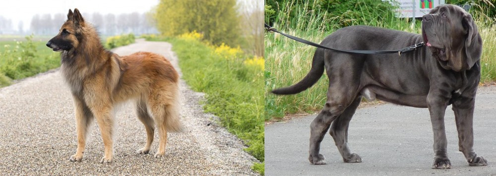 Neapolitan Mastiff vs Belgian Shepherd Dog (Tervuren) - Breed Comparison