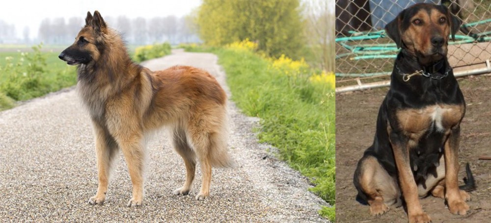 New Zealand Huntaway vs Belgian Shepherd Dog (Tervuren) - Breed Comparison