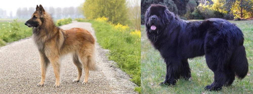 Newfoundland Dog vs Belgian Shepherd Dog (Tervuren) - Breed Comparison