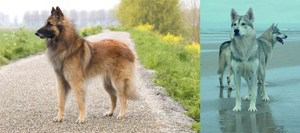 Northern Inuit Dog vs Belgian Shepherd Dog (Tervuren) - Breed Comparison