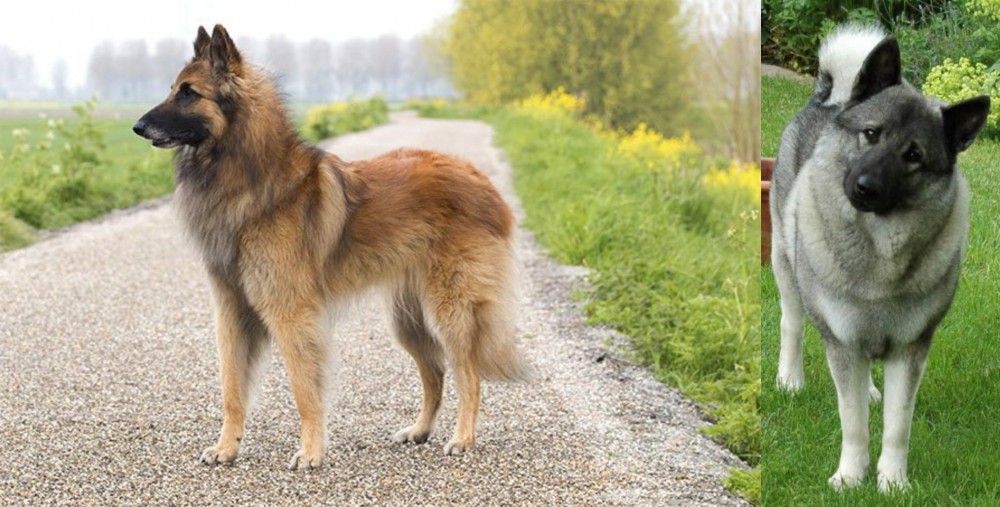 Norwegian Elkhound vs Belgian Shepherd Dog (Tervuren) - Breed Comparison