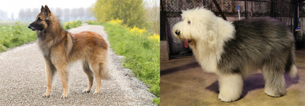 Old English Sheepdog vs Belgian Shepherd Dog (Tervuren) - Breed Comparison