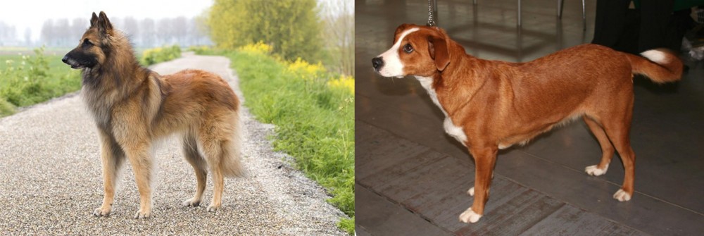 Osterreichischer Kurzhaariger Pinscher vs Belgian Shepherd Dog (Tervuren) - Breed Comparison