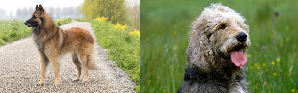Otterhound vs Belgian Shepherd Dog (Tervuren) - Breed Comparison
