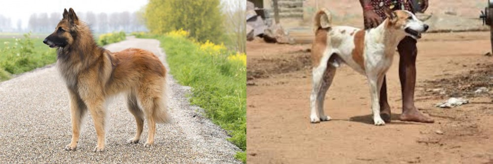 Pandikona vs Belgian Shepherd Dog (Tervuren) - Breed Comparison