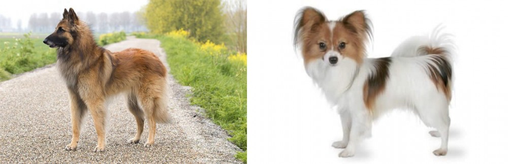 Papillon vs Belgian Shepherd Dog (Tervuren) - Breed Comparison