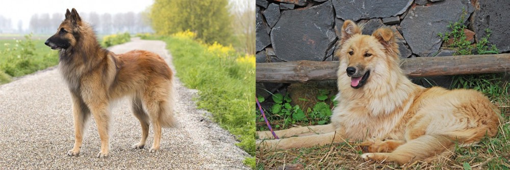 Pastor Garafiano vs Belgian Shepherd Dog (Tervuren) - Breed Comparison