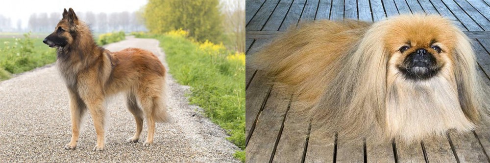Pekingese vs Belgian Shepherd Dog (Tervuren) - Breed Comparison