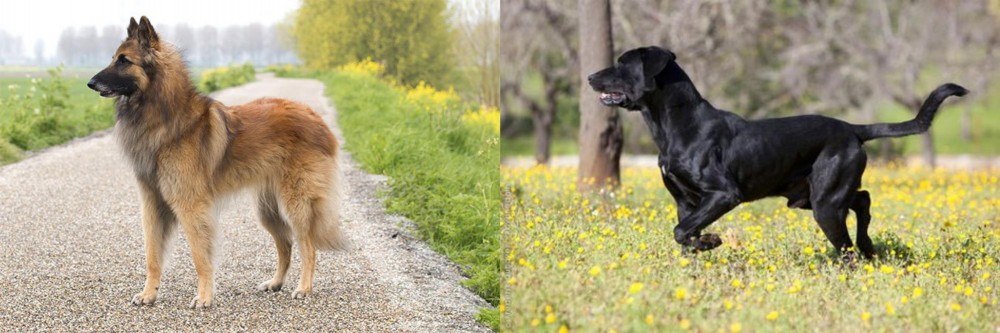Perro de Pastor Mallorquin vs Belgian Shepherd Dog (Tervuren) - Breed Comparison