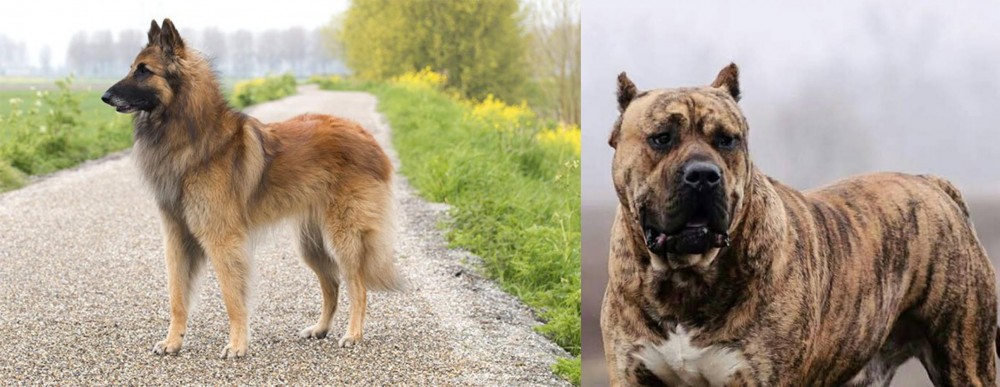 Perro de Presa Canario vs Belgian Shepherd Dog (Tervuren) - Breed Comparison