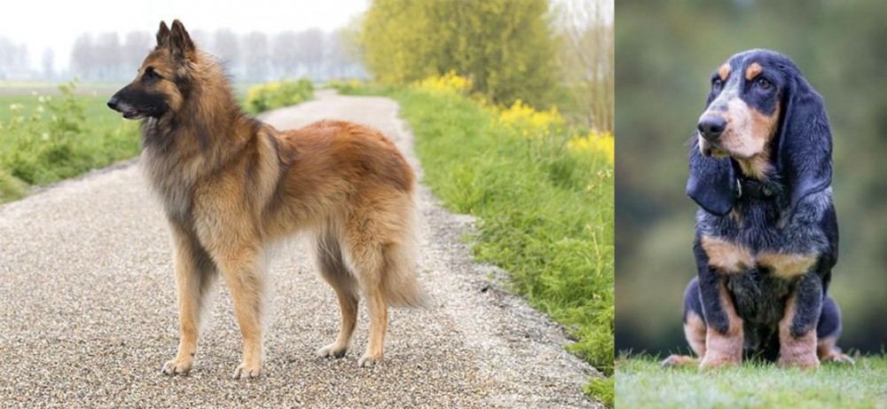 Petit Bleu de Gascogne vs Belgian Shepherd Dog (Tervuren) - Breed Comparison