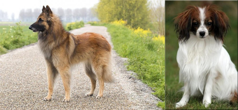 Phalene vs Belgian Shepherd Dog (Tervuren) - Breed Comparison