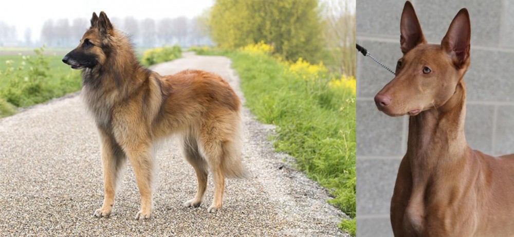 Pharaoh Hound vs Belgian Shepherd Dog (Tervuren) - Breed Comparison