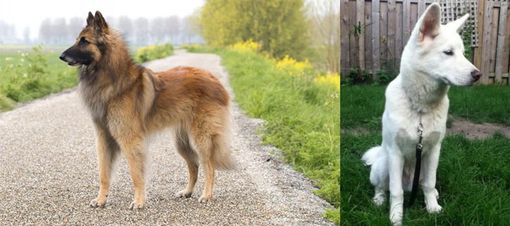 Phung San vs Belgian Shepherd Dog (Tervuren) - Breed Comparison