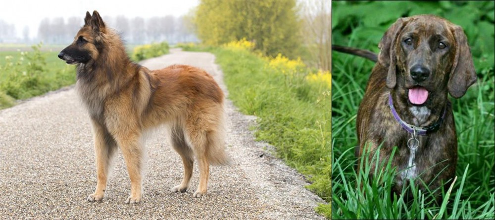 Plott Hound vs Belgian Shepherd Dog (Tervuren) - Breed Comparison