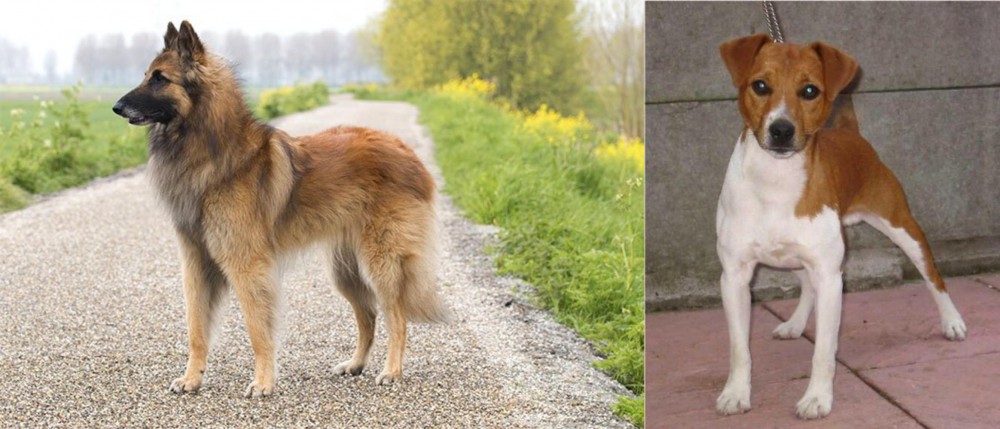 Plummer Terrier vs Belgian Shepherd Dog (Tervuren) - Breed Comparison